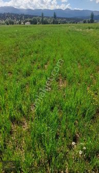 Muğla Seydikemer Çobanisa Mah Tarla