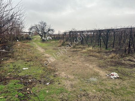 Çardak Sistemli Bağ