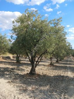 Manisa Saruhanlı Çakmaklıda Satılık 12.300 M2 Zeytinlik