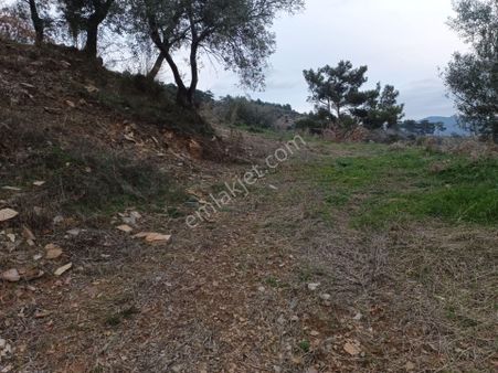 İzmir Torbalı Gold Emlaktan Derneklide Satılık Köy İçi Bahçe