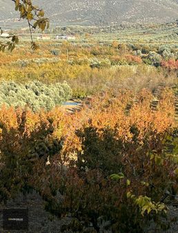İznik Güven Emlaktan Satılık Bakımlı Şeftali Bahçesi.