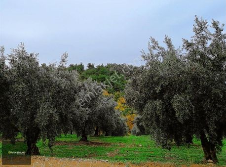 İznik Güven Emlaktan Satılık Bakımlı Ve Göl Manzaralı Zeytinlik.