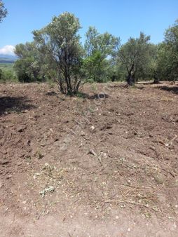 Akhisar Erdelli 1000m2 Tek Tapulu Satılık Zeytinlik
