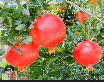 Pamukkale Yeniköy Anayol Dibi 2.5 Dönüm Nar Tarlası Satılıktır