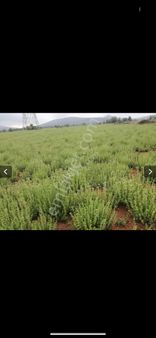 Güneş Paneli Koymaya Ve Tarıma Uygundur