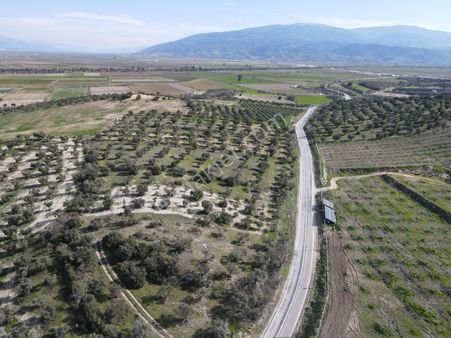 Satılık Zeytinlik Ceviz