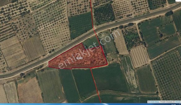 Aydın/kuyucak/gencellide Satılık Portakal Bahçesi