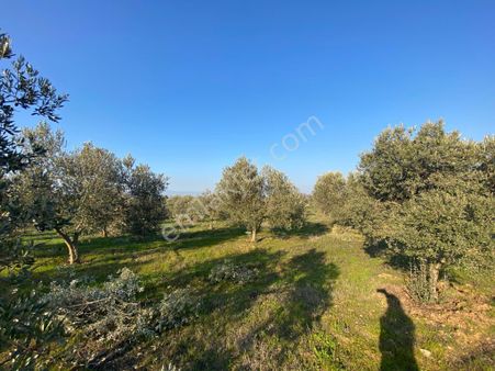 Tire Şahin Gayrimenkulden Alacalı Köyünde Satılık Zeytinlik