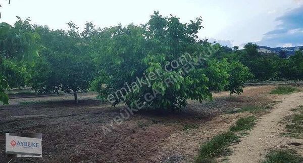 Serinhisar Yatağan Da Yüksek Getirili Yetişkin Ceviz Bahçesi