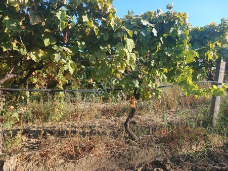 Manisa Şehzadeler Güzel Köyde 2 Tapu Şeklinde Satılık Bağ