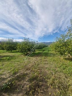 Muğla Ortaca Dalaklıda Satılık 2000 M2 Arsa