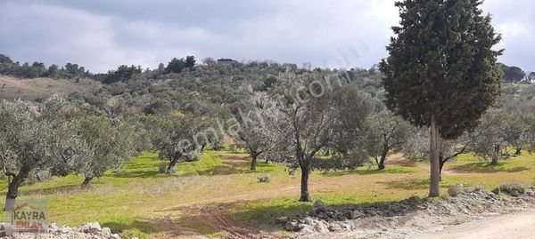 Muhteşem Deniz/doğa Manzaralı 7012 M2 Zeytinlik