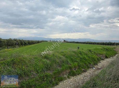 Akhisar Eroğlu Nda Satılık Sanayi İmarlı 35104m2 Arsa