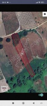 Mudanya Hançerli'de Satılık Zeytinlik