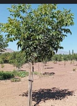 Nif'te Meyveye Gelmiş 5200 M2 Ceviz Bahçesi