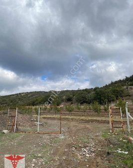 Klass Emlaktan Merzifon Eymir Köyünde Satılık Ceviz Bahçesi