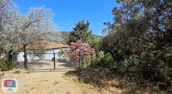 Dialog Baki Mudanya Tirilye Köye Denize Yakın Satılık Zeytinlik