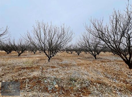 Enes Işık 'tan Hava Alanı Yakınında 7 Dönüm Kaysı Bahçesi