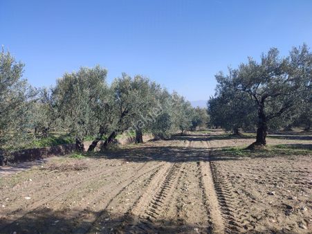 Utku Gayrimenkulden Akhisar Süleymanlı Mahalesinde Anayola Sıfır Satılık Zeytinlik