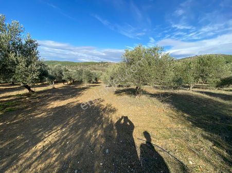 Manisa Akhisarda Efem Gayrimenkulden Seğirdim De 2430m2 Satılık Zeytinlik!!!