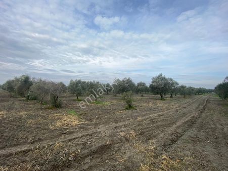 Akhisar Efem Gayrimenkulden Süleymanlı Köyünde Satılık 7160m2 Zeytinlik!!!