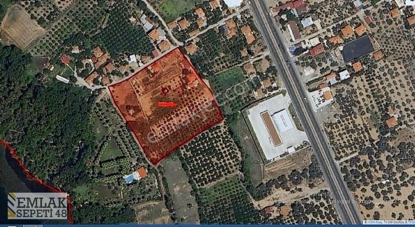 Köyceğiz Zeytinalanı Göle Yakın Satılık Narenciye Bahçesi