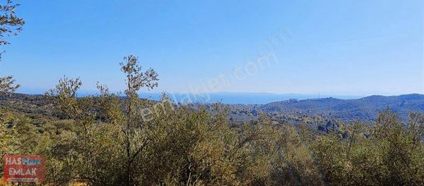 Balıkesir Edremit Narlı Mah Zeytinlik