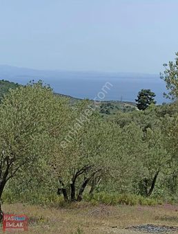 Çanakkale Ayvacık Küçükkuyu Yesilyurt Köyü Zeytinlik