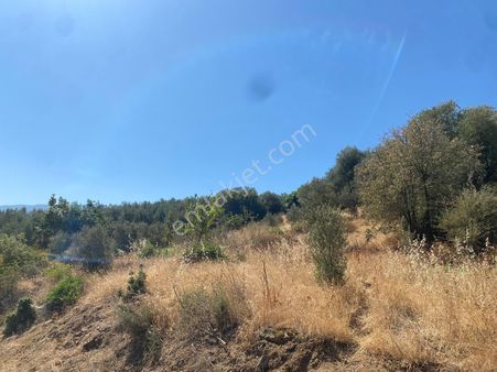 Manisa Alaşehir Köy Satıllık Zeyti Nlikn