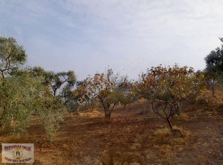 Aydın/germencik/balatçık Mah.de 12.728m2 Bahçe Satılıktır