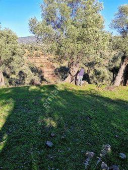 Bayındır Çeniklerde Tek Tapu Zeytinlik 1420m Kare