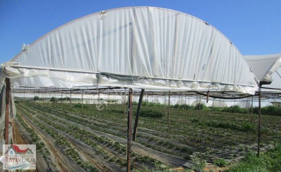 Topallıda İçinde Sera Ve Nar Bahçesi Mevcut Satılık 15 Dönüm