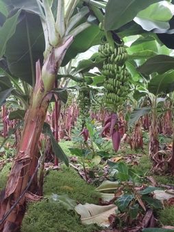 Anchor Gayrimenkul'den Bozdoğan Mahallesin'de Satılık Sera