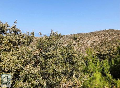 Ayvalık, Gömeç, Körfez Manzaralı Tarla