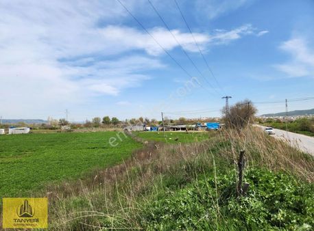 Çanakkale Merkez Dardanos Satılık 13 Dönüm Tarla (yola Cepheli)