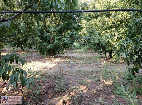 Sakarya P.ova Eğriçay Mah. 89 Dönüm Meraya Cephe Şeftali Bahçesi