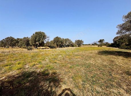 Ela Emlak'tan Datça Kızlan'da Satılık Zeytinli Tarla