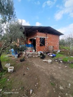 Saadet Korkmaz Emlak'tan Dikili İsmetpaşa'da Tarla Vasfında Satılık 7850 M2 Zeytinlik