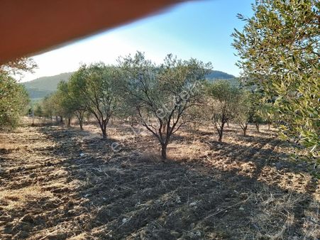 Bergama Kurtuluş'ta 5000 M2 Satılık Tarla, Yol Cepheli