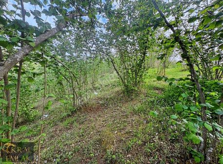 Çiçekpınar Köyünde Bakımlı 7478 M2 Satılık Fındık Bahçesi