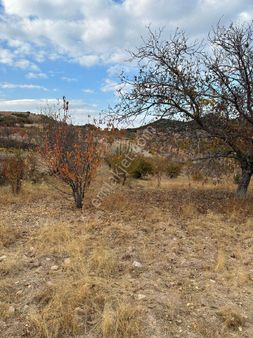 Akyol Gayrimenkul Den Satlık Işıklıda Meyve Bahçesi Tek Tapu 2.154 Mt