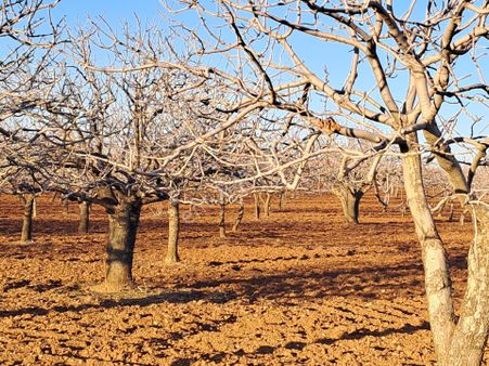 Hamurkesende Yatırımlık Bağ