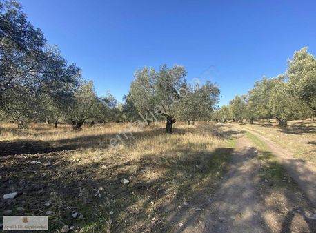 Ayvalık Narlı Bahçe Yanında Satılık Zeytinlik