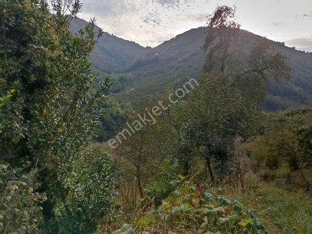 Satılık Fındık Bahcesi Ev Ve Ahır