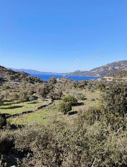 Selımıyeli Emlaktan Satılık Deniz Manzaralı Zeytinlik