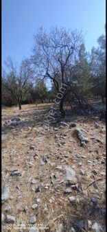 Selda Kozalı'dan Denizova Satılık Fırsat Tarla