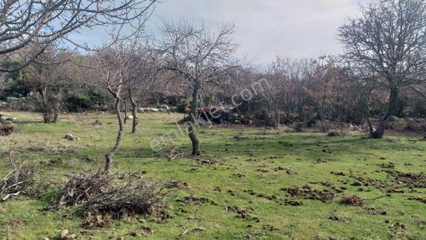 Dikili Merdivenlide Satılık 400mtr Rakımlı 36dönüm Tarla