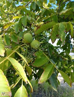 Sakarya Pamukova Fevziye Mah. Yetişkin Verimli Ceviz Bahçesi