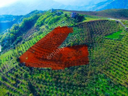 Trabzon Akyazıda Satılık 4100 M2 Arsa