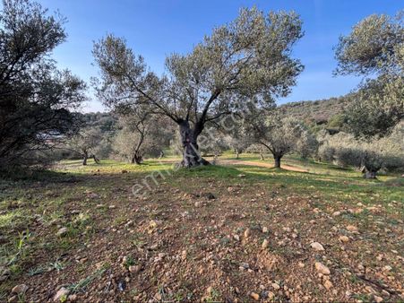 Sağancı Mahallesi 1500 M2 Satılık Zeytinlik